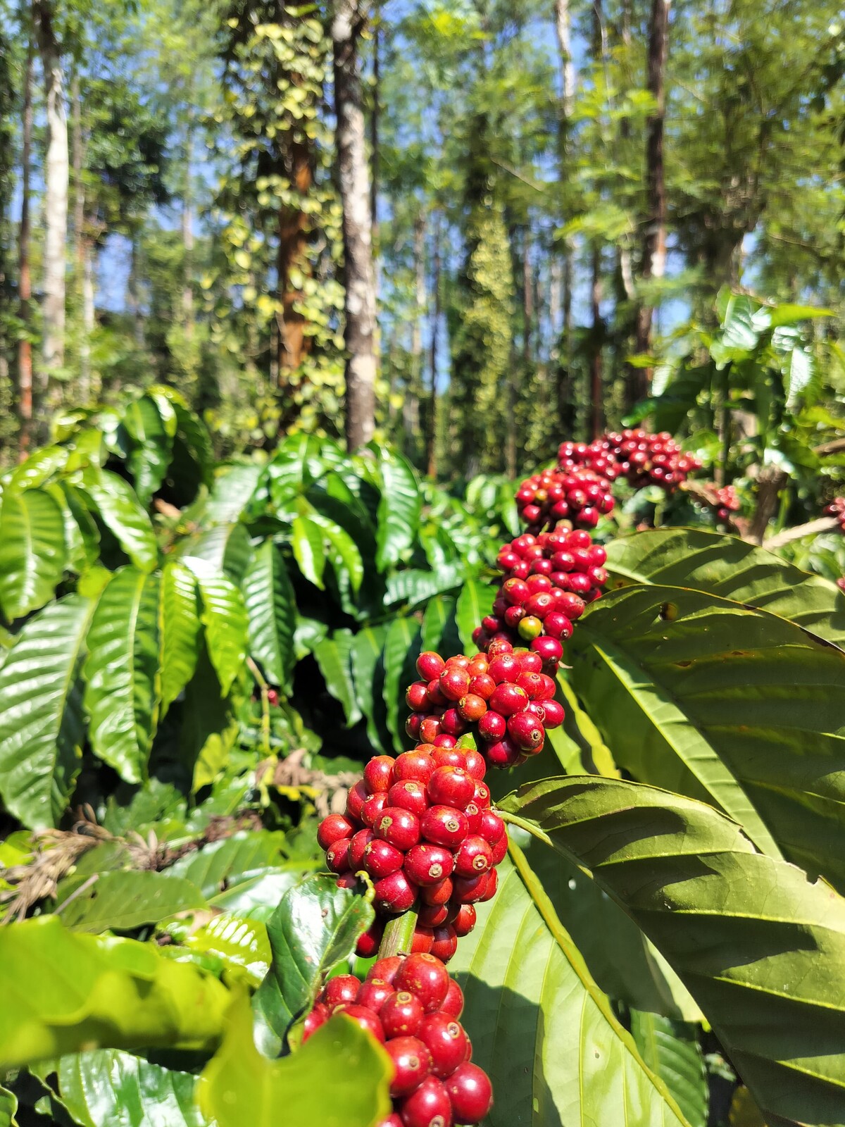 Coffee cherries on the vine