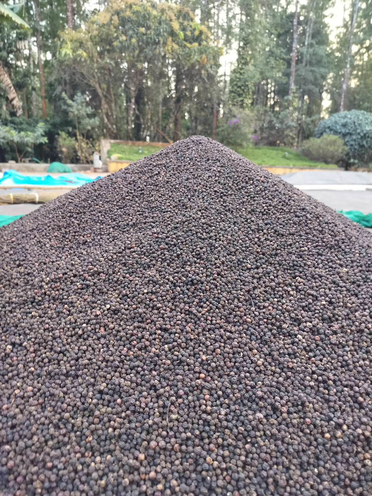 Pepper drying on estate